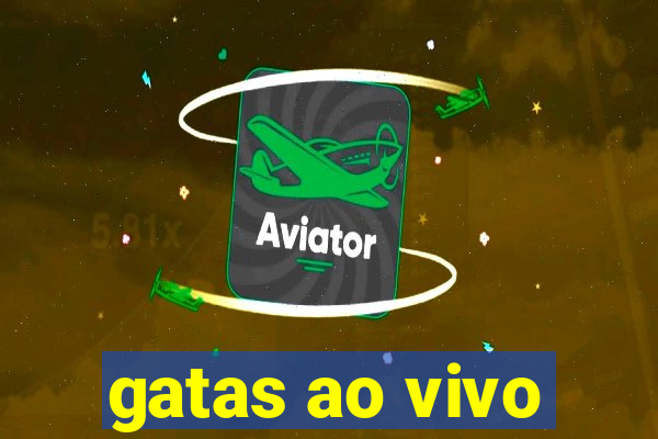 gatas ao vivo